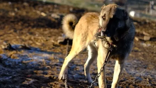 Do 1320 eura za nano&scaron;enje patnje životinjama: Kazne su predviđene i ako ne počistite izmet pasa