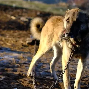 Do 1320 eura za nano&scaron;enje patnje životinjama: Kazne su predviđene i ako ne počistite izmet pasa