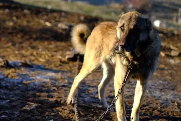 Do 1320 eura za nano&scaron;enje patnje životinjama: Kazne su predviđene i ako ne počistite izmet pasa