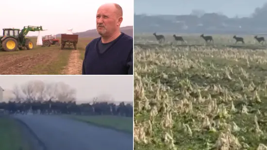 Jelenska divljač uni&scaron;tava polja, ratari u očaju: 'Baranja postaje Bocvana'