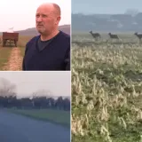 Jelenska divljač uni&scaron;tava polja, ratari u očaju: 'Baranja postaje Bocvana'