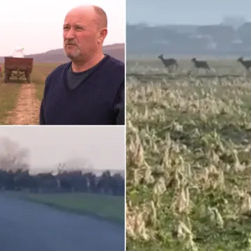 Jelenska divljač uni&scaron;tava polja, ratari u očaju: 'Baranja postaje Bocvana'