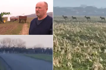 Jelenska divljač uni&scaron;tava polja, ratari u očaju: 'Baranja postaje Bocvana'