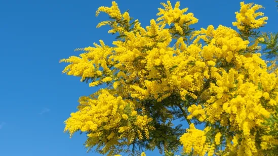 Predstavlja nadu i otpornost: Nježni div žutih cvjetova simbol je Međunarodnog dana žena