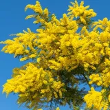 Predstavlja nadu i otpornost: Nježni div žutih cvjetova simbol je Međunarodnog dana žena