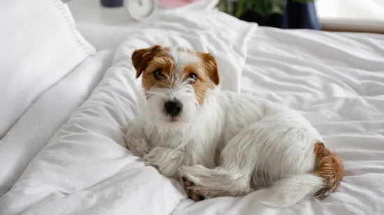 Za&scaron;titite posteljinu od pseće dlake: Jednostavan i brz potez koji možete napraviti svako jutro