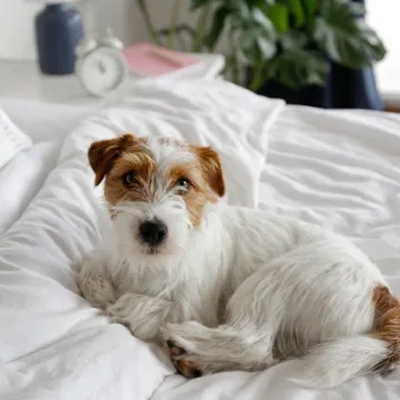 Za&scaron;titite posteljinu od pseće dlake: Jednostavan i brz potez koji možete napraviti svako jutro