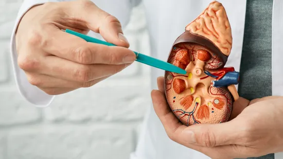 [KVIZ] Rijetki će imati sve točne odgovore na pitanjima o bubrezima