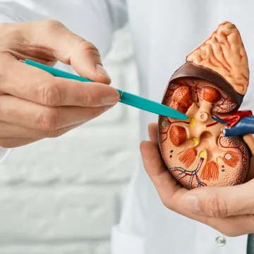 [KVIZ] Rijetki će imati sve točne odgovore na pitanjima o bubrezima