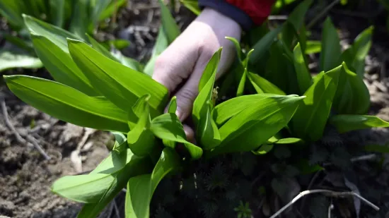 Moćna proljetna namirnica raste u &scaron;umama: Doznajte kako prepoznati otrovne dvojnike