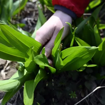 Moćna proljetna namirnica raste u &scaron;umama: Doznajte kako prepoznati otrovne dvojnike