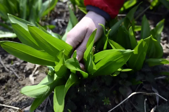 Moćna proljetna namirnica raste u &scaron;umama: Doznajte kako prepoznati otrovne dvojnike