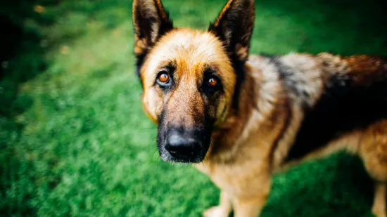 Nju&scaron;kanjem daha pas joj otkrio zloćudnu bolest u ranoj fazi: 'Spasila vam je život'