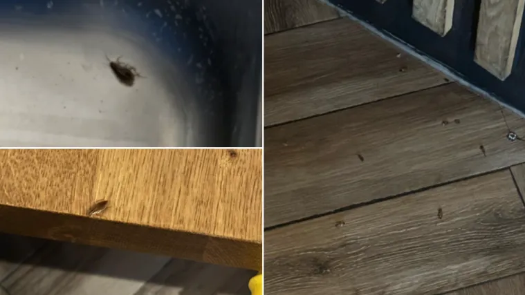 Najezda žohara u poznatom lancu burgera u Zagrebu, imamo snimke! 'Riječ je o &scaron;irem problemu'