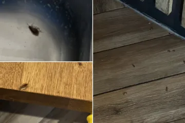 Najezda žohara u poznatom lancu burgera u Zagrebu, imamo snimke! 'Riječ je o &scaron;irem problemu'