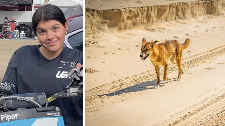 Objavljeno od čega je umrla turistica na popularnoj plaži: Izgrizli je dingosi, a onda je uslijedio drugi užas