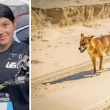 Objavljeno od čega je umrla turistica na popularnoj plaži: Izgrizli je dingosi, a onda je uslijedio drugi užas