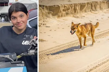 Objavljeno od čega je umrla turistica na popularnoj plaži: Izgrizli je dingosi, a onda je uslijedio drugi užas