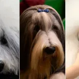 Preslatke nju&scaron;kice na najprestižnijoj svjetskoj izložbi pasa: Koji je vama osvojio srce?