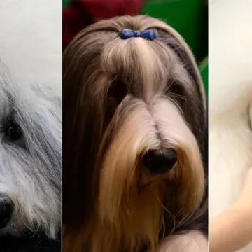 Preslatke nju&scaron;kice na najprestižnijoj svjetskoj izložbi pasa: Koji je vama osvojio srce?