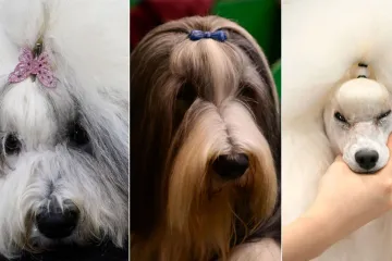 Preslatke nju&scaron;kice na najprestižnijoj svjetskoj izložbi pasa: Koji je vama osvojio srce?