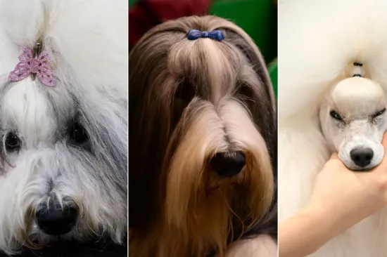 Preslatke nju&scaron;kice na najprestižnijoj svjetskoj izložbi pasa: Koji je vama osvojio srce?