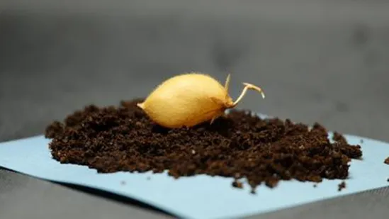 Uspje&scaron;no uzgojena mahunarka u lunarnom tlu: Bliže smo mogućnosti usjeva na Mjesecu