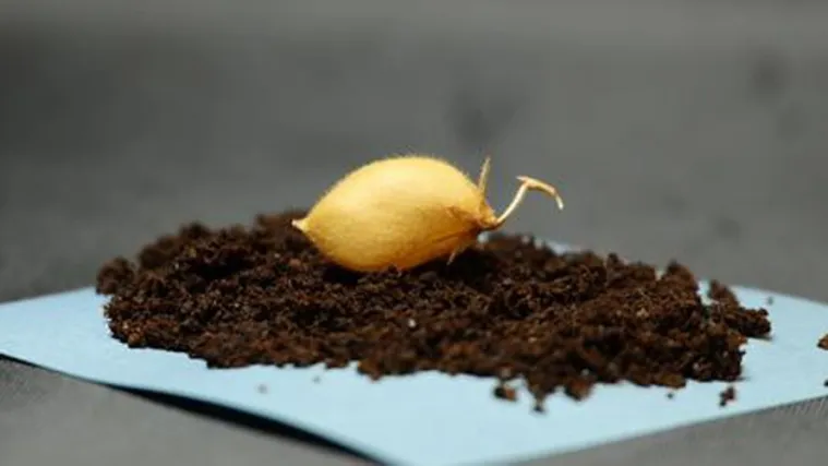 Uspje&scaron;no uzgojena manunarka u lunarnom tlu: Bliže smo mogućnosti usjeva na Mjesecu