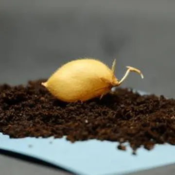 Uspje&scaron;no uzgojena manunarka u lunarnom tlu: Bliže smo mogućnosti usjeva na Mjesecu