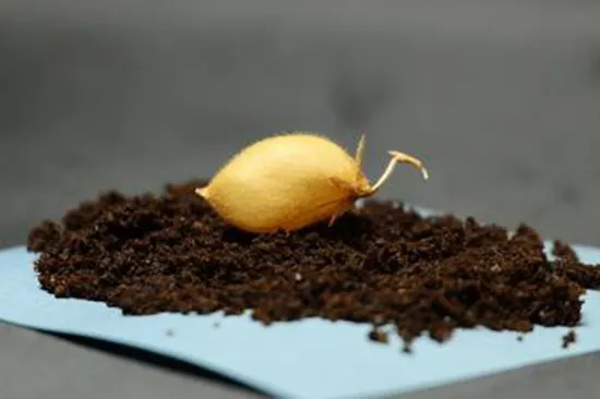 Uspje&scaron;no uzgojena mahunarka u lunarnom tlu: Bliže smo mogućnosti usjeva na Mjesecu