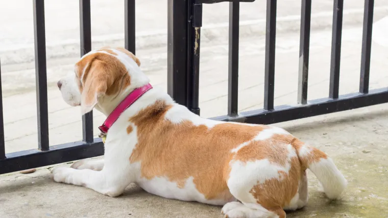 Veterinar upozorava: Jedna česta pogre&scaron;ka može izazvati anksioznost kod pasa