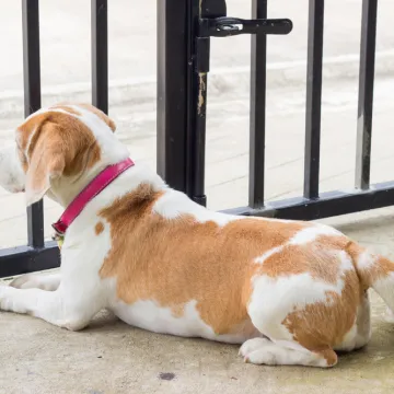 Veterinar upozorava: Jedna česta pogre&scaron;ka može izazvati anksioznost kod pasa