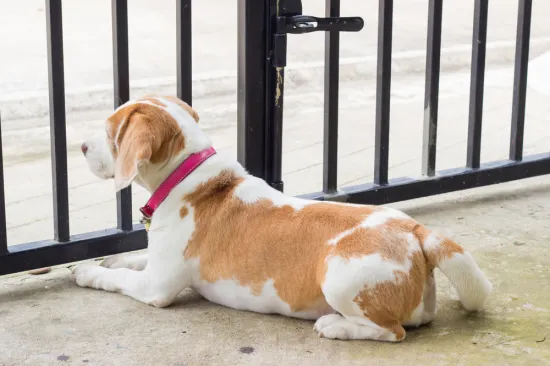 Veterinar upozorava: Jedna česta pogre&scaron;ka može izazvati anksioznost kod pasa