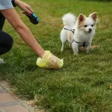 Koliku kaznu naplatiti onima koji ne počiste za svojim psom? 'Vjerujte, brzo bi napunili proračun'