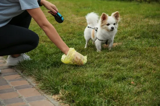Pitali smo vas kolike bi trebale biti kazne za one koje ne čiste za svojim psom? 'Ogromne!'