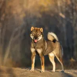 Čovjekov najbolji prijatelj, ali po kojoj cijeni: Ovo su najskuplje pasmine na svijetu