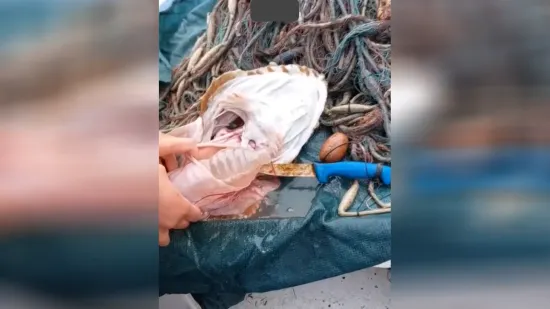 Ribari u grdobini prona&scaron;li plastičnu bocu! Stručnjak: 'Plastika je već dio na&scaron;e prehrane'