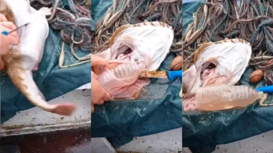 Boca pronađena u grdobini otvorila važno pitanje za Hrvate: 'Tragedija...'