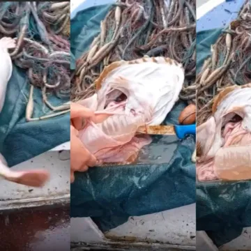 Boca pronađena u grdobini otvorila važno pitanje za Hrvate: 'Tragedija...'