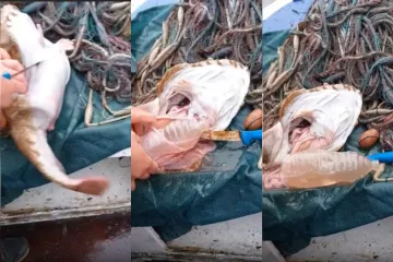 Boca pronađena u grdobini otvorila važno pitanje za Hrvate: 'Tragedija...'