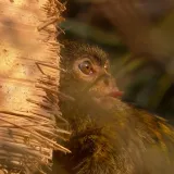 Posjetili smo Rikarda i Klemensa, nove članove zagrebačkog Zoolo&scaron;kog: 'Preslatki, za poludit!'