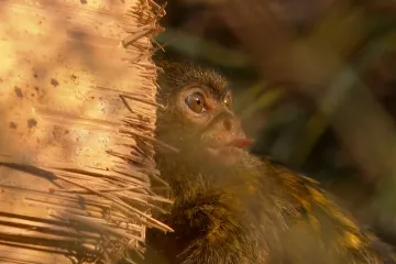 Posjetili smo Rikarda i Klemensa, nove članove zagrebačkog Zoolo&scaron;kog: 'Preslatki, za poludit!'