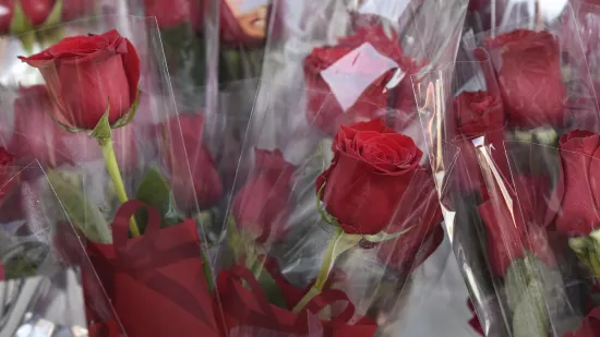 Milanović, Plenković i Jandroković čestitali Međunarodni dan žena