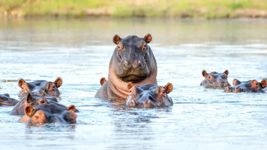 [KVIZ] Rijetki će znati ba&scaron; sve o najjačim životinjama planeta Zemlje