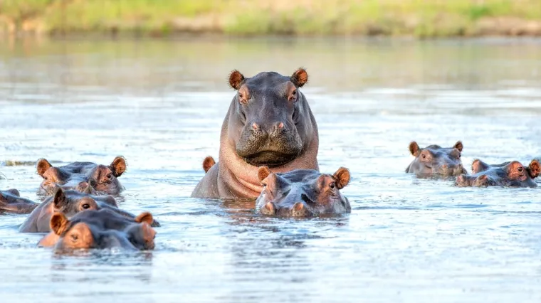 [KVIZ] Rijetki će znati ba&scaron; sve o najjačim životinjama planeta Zemlje