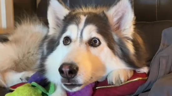 Haski Penelopii zaluđena je TV-om