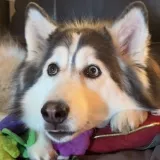 Haski Penelopii zaluđena je TV-om