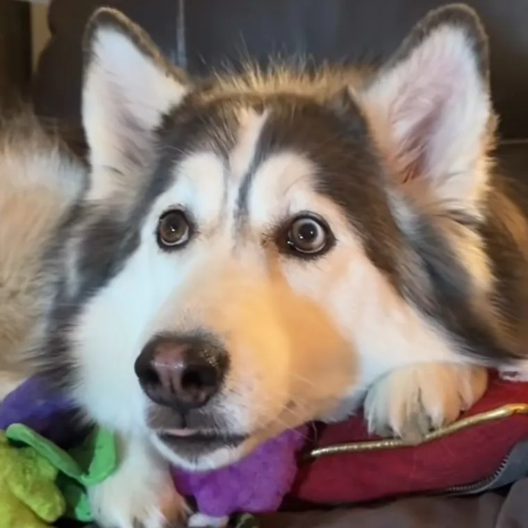 Haski Penelopii zaluđena je TV-om