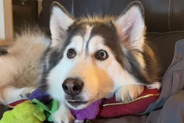 Haski Penelopii zaluđena je TV-om