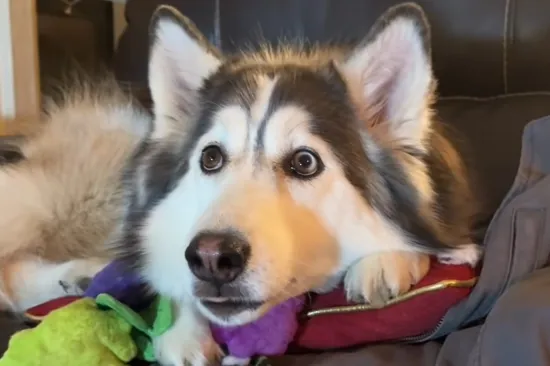 Haski Penelopii zaluđena je TV-om